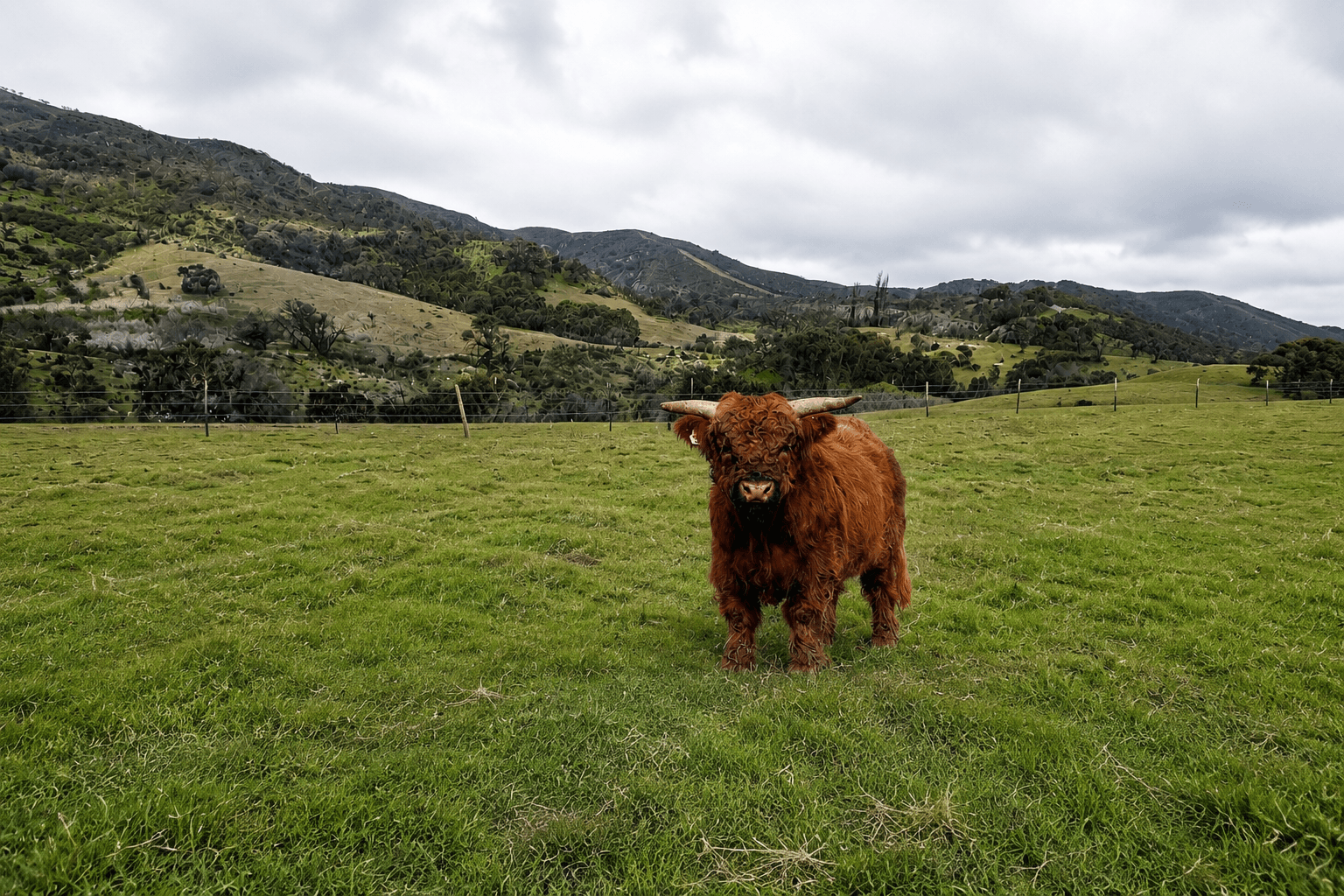 Miniature Highland cow in pasture at Monterey Mini Cow Company Foundation ranch