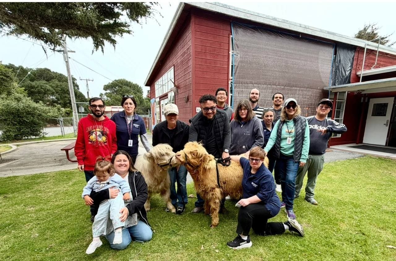 Therapeutic animal visit — gentle interaction with miniature Highland cattle